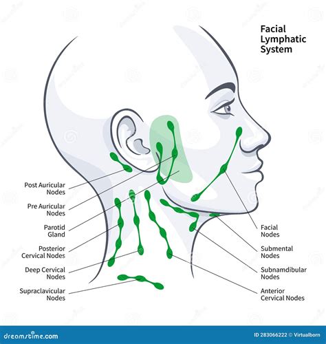 Woman Profile Facial Lymphatic System Nodes Vector Illustration Stock