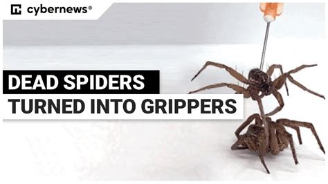 dead spiders turned into necrobotic grippers youtube