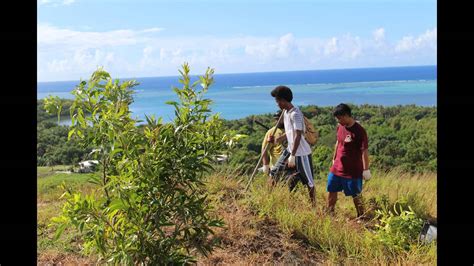 Tree Planting With Guam Forestry Youtube