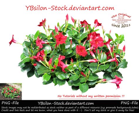 Red Flowers Ii By Ybsilon Stock By Ybsilon Stock On Deviantart