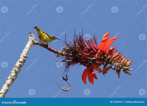 Uccello Del Miele Con Un Fiore Rosso Immagine Stock Immagine Di Flora