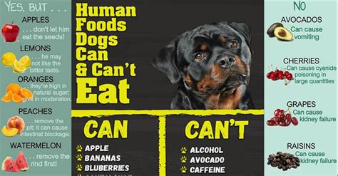 They can splinter and cause blockage or lacerations in the gastrointestinal tract, says dr. 30 Human Foods Dogs Can And Can't Eat | Human food, Dog ...