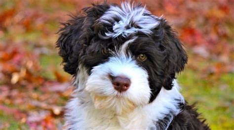 Portuguese Water Dog Breed Information Facts Traits Pictures And More