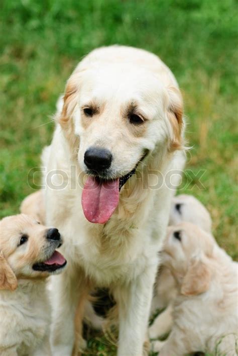 Golden Retrievers Puppies With Mother Stock Image Colourbox