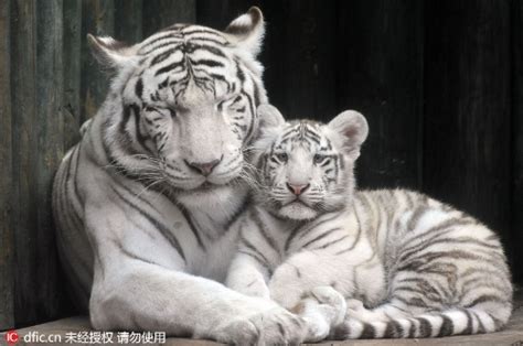 Sweet Mother Love Of White Tiger Global Times