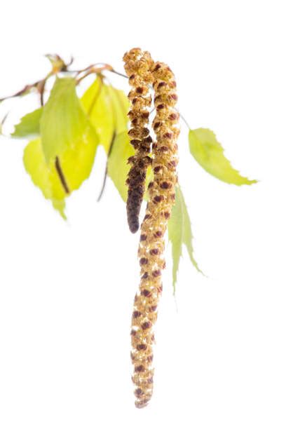 Birch Tree Pollen Stock Photos Pictures And Royalty Free Images Istock