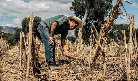 Denuncian Amenazas De Desalojo A Campesinos De Guatemala Al Mayadeen