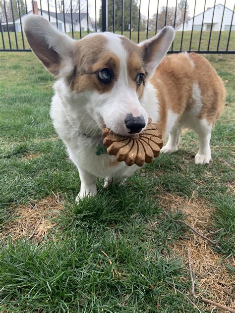 Some breeders charge as much as $1,200 for a purebred corgi. How Much Do Corgi Puppies Cost In Australia