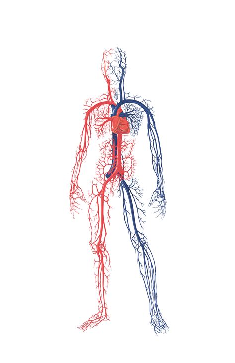 Circulatory System Artery Human Body Vein Anatomy Png Clipart Anatomy
