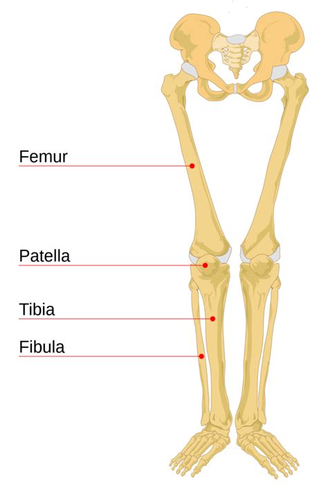 Leg Bones Diagram Printable Worksheets