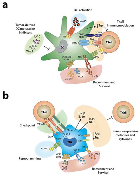 Ijms Free Full Text Innate Immune Cells And Their Contribution To T