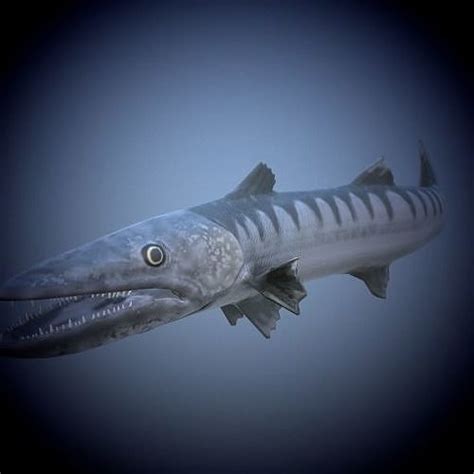 Barracuda Fish 3d Model Animated Rigged Cgtrader