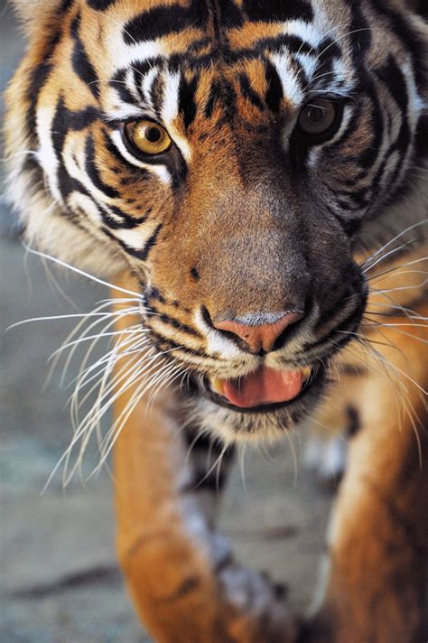 Written In Light 10bullets Indah Sumatran Tiger By Harimau