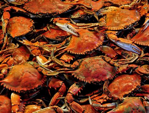 Maryland Blue Crabs 2 Tom Flickr