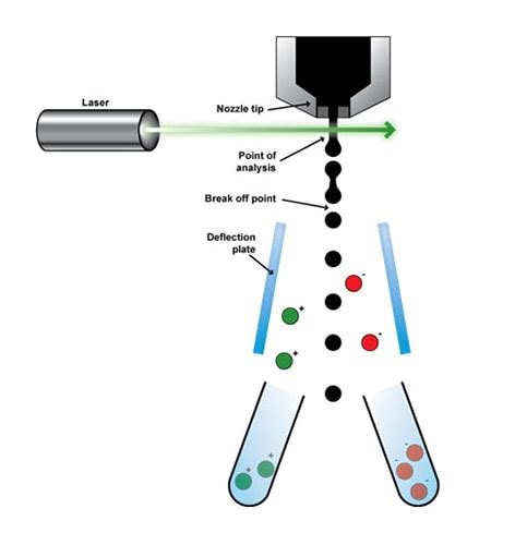 Fluorescence Activated Cell Sorting Facs Of Live Cells Abcam