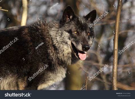 1925 North American Grey Wolf Images Stock Photos And Vectors