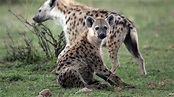 12 Wild Facts About Hyenas | Mental Floss