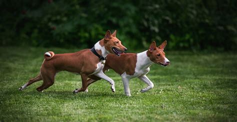 Basenji Dog Breed Guide Lifespan Size And Characteristics