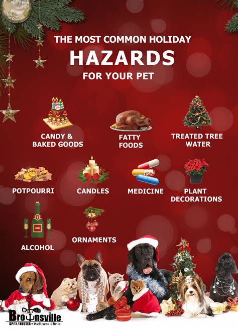 Holiday Pet Safety Tips Brownsville Spay Neuter Clinic