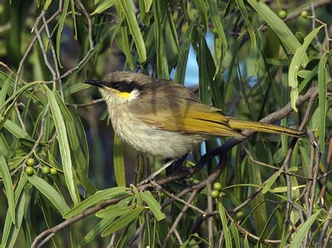 Singing Honeyeater Canberra Birds