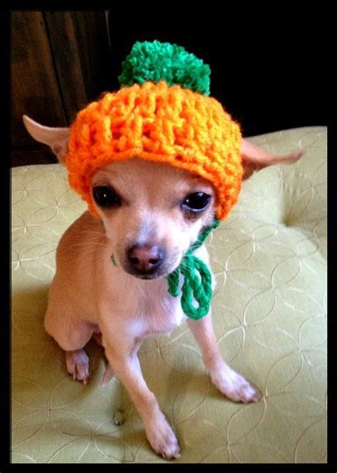Crocheted Chihuahua Pumpkin Beanie Oh My Rocky Needs This Chihuahua