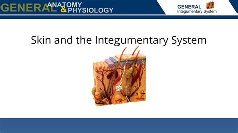 Skin And The Integumentary System Wisc Online Oer
