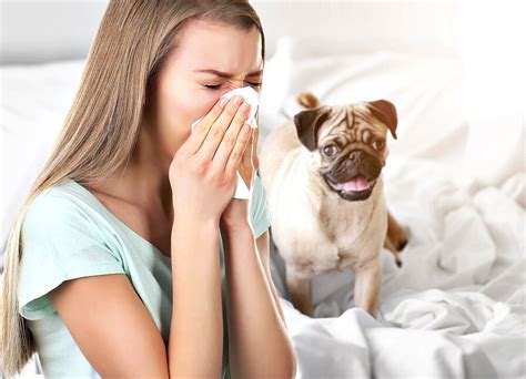 Dog Allergy Causes And Treatment
