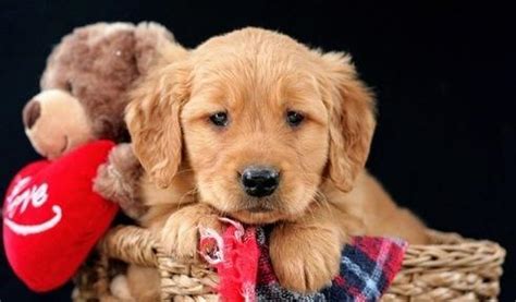 Golden retriever puppies seattle wa. See Gorgeous, quality AKC Golden Retriever puppies Text me ...