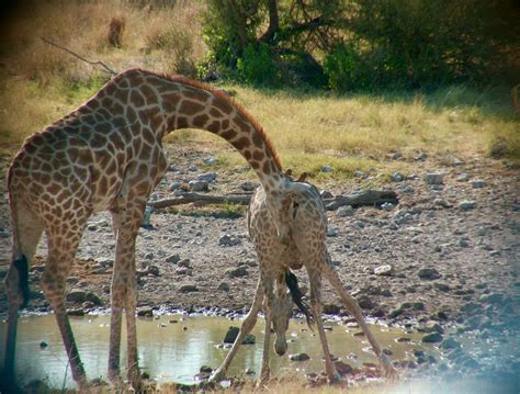 heavy necking new insights into the sex life of giraffes uc davis
