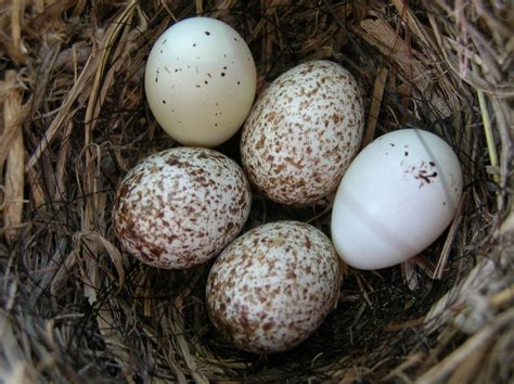 Eggs come in lots of different sizes, depending upon the age of the hen and the breed. House Finch-eggs | Flickr - Photo Sharing!