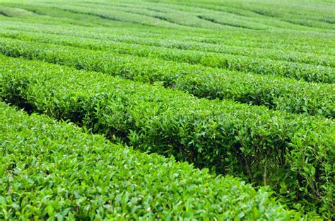 Green Tea Bushes At Green Tea Plantation Of Jeju Island South Korea