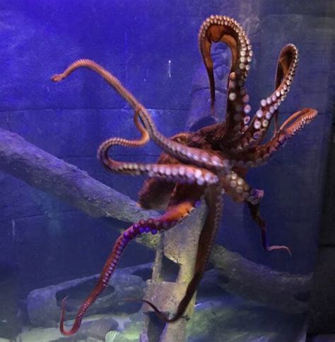 5 Of The Largest Creatures Living In Our Oceans Bristol Aquarium