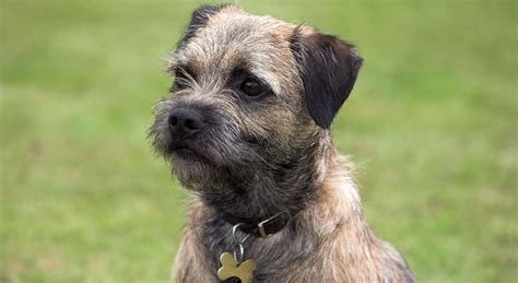 Border Terrier All You Need To Know About The Fox Hunting Worker Dog