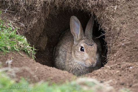 Wild Rabbit Oryctolagus Cuniculus Burrow Rabbit Burrow Wild Rabbit