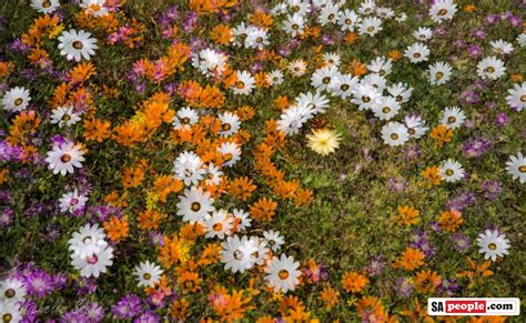 More Photos Of The Incredible Wild Flowers Of Namaqualand Sapeople