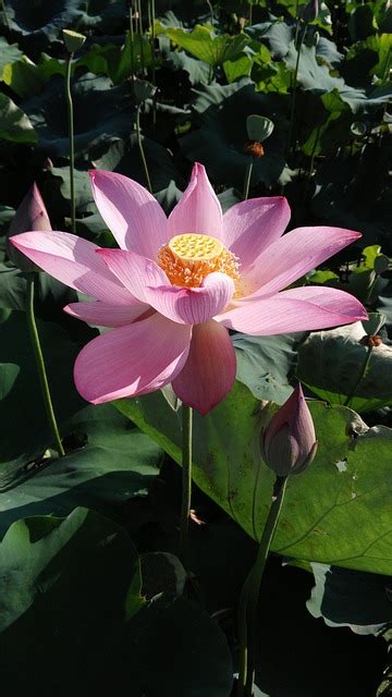 Lotus Summer Good Free Photo On Pixabay Pixabay