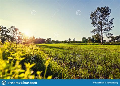 Little Green Field And Blue Sky With Sunset Stock Photo Image Of