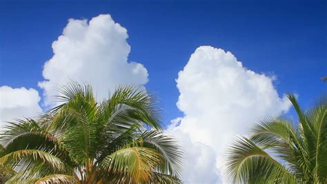 Palm Trees Sway In The Tropical Breeze With A Bright Blue Sky