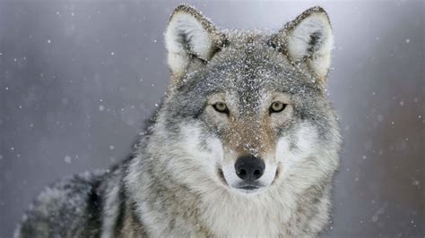 Winter Wolf Uhd 4k Wallpaper Pixelz
