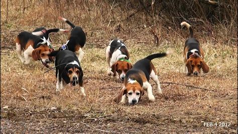 What Do Beagles Hunt