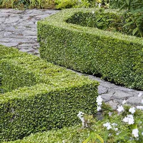 Buxus Box Hedging Plant Sempervirens Dense Evergreen Dwarf Etsy Uk