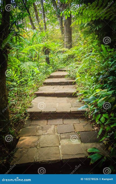 Escalier En Pierre Dans La Forêt Tropicale Verte En Tant Quélément Du