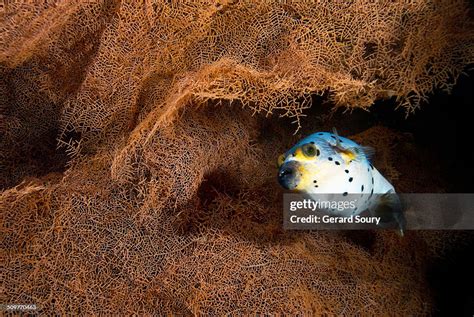 Blackspotted Pufferfish In A Seafan High Res Stock Photo Getty Images