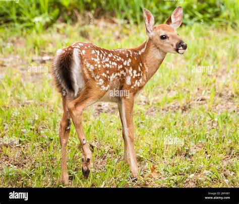 Deer Whitetail Fawn Stock Photo Alamy