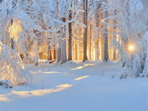 Зимний лес обои на рабочий стол картинки и рисунки на