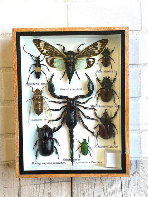 Insecto Display Box Frame Display Case Bug Insect 6 Etsy