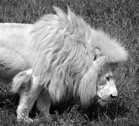 The Timbavati White Lion Stock Photo Image Of Head 123548968