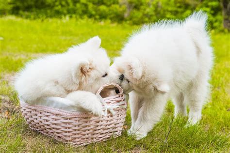 Two Funny Samoyed Puppies Dogs In The Basket On The Green Grass Stock