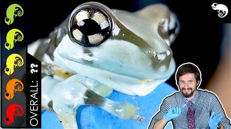 Amazon Milk Frog The Best Pet Amphibian Youtube