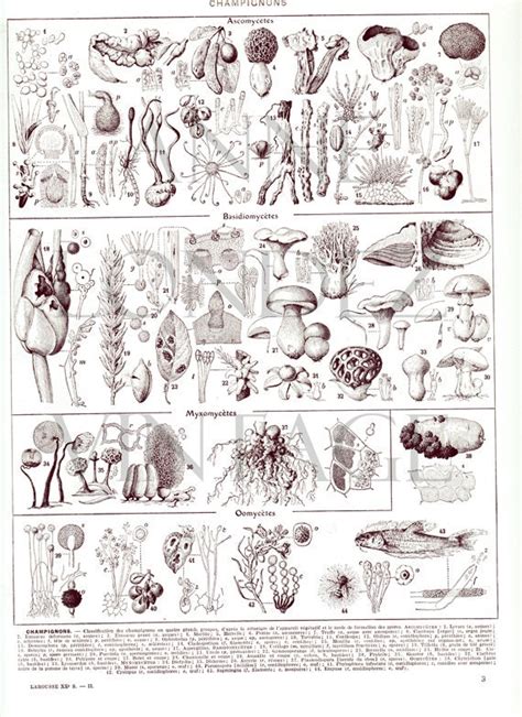 Forest Mushroom Print 1936 Vintage Mushrooms Poster Antique Etsy